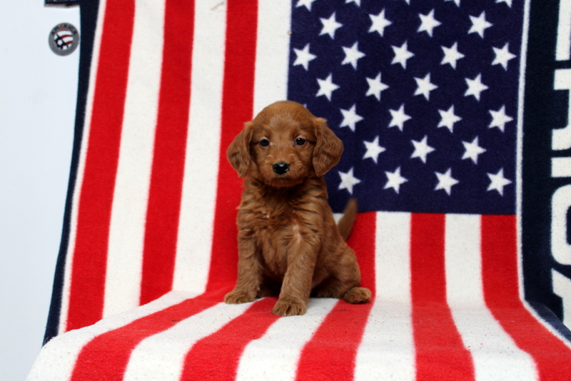 puppy, for, sale, Mini Goldendoodle F1, Matthew B. Stoltzfus, dog, breeder, Gap, PA, dog-breeder, puppy-for-sale, forsale, nearby, find, puppyfind, locator, puppylocator, aca